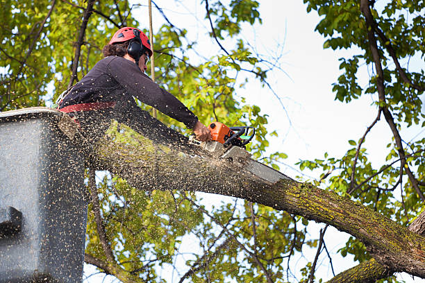  Central, SC Tree Services Pros